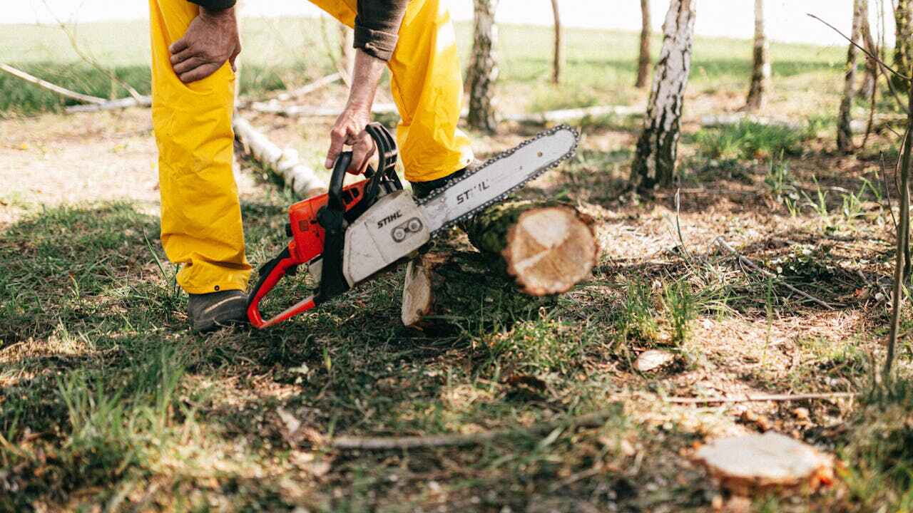 Best Arborist Services Near Me  in Rockmart, GA